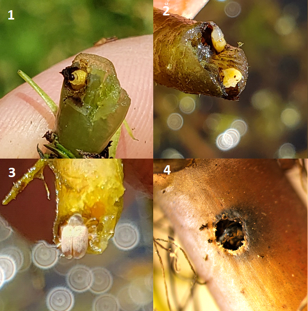 Figure 3 Life stages of Phytobius vestitus in parrot feather stemspng